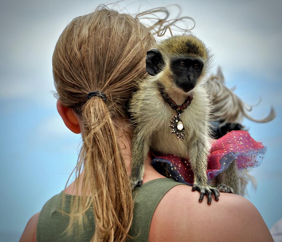 Monkeying Around Photograph by Cornelia DeDona