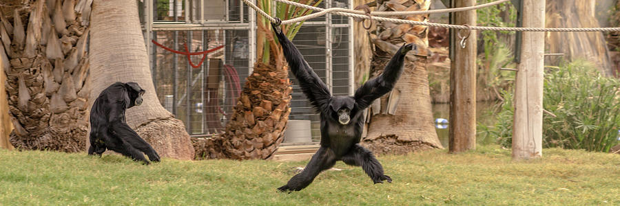 Monkeying around Photograph by Darrell Foster
