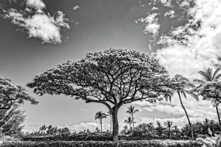 Monkeypod Tree 2 Photograph by Jim Thompson