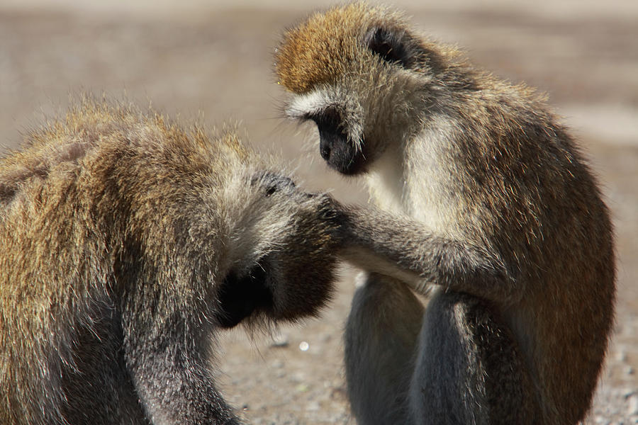 Monkeys Grooming Photograph by Aidan Moran - Pixels