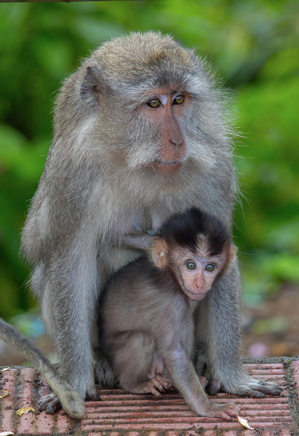 Monkeys in Bali Photograph by John Dalrymple - Fine Art America