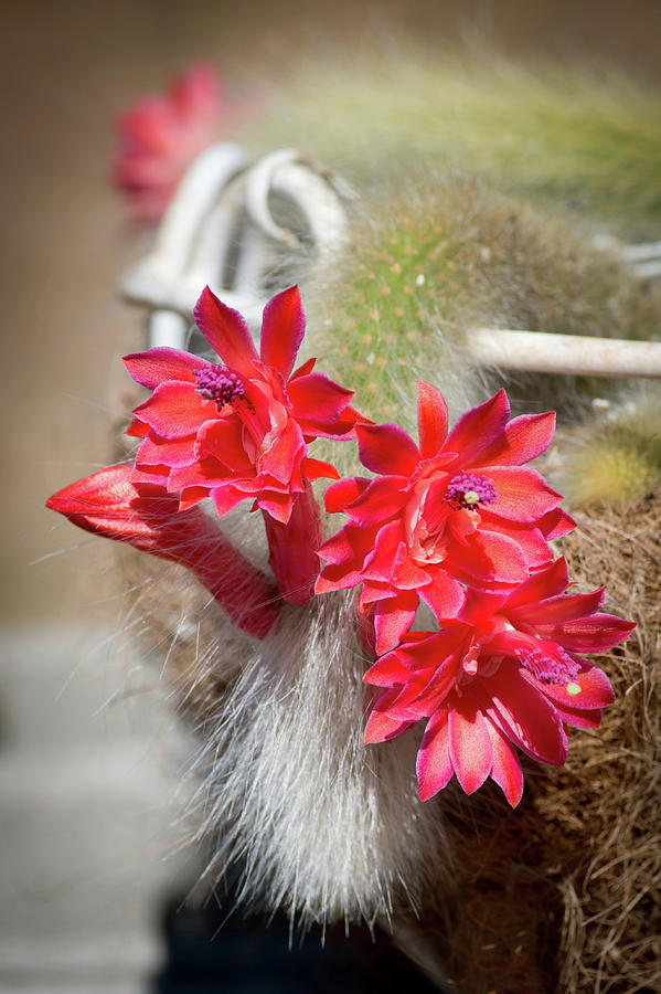 Monkeys Tail Cactus Flower Photograph by Catherine Lau