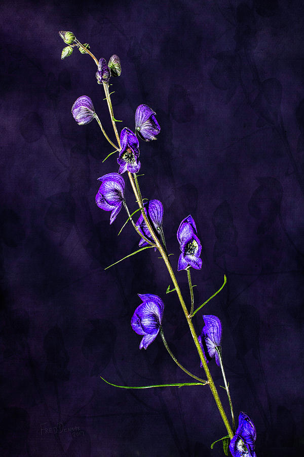 Monkshood Version 2 Photograph by Fred Denner