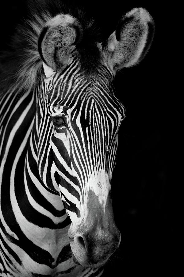 Mono close-up of Grevy zebra facing forward Photograph by Ndp - Fine ...