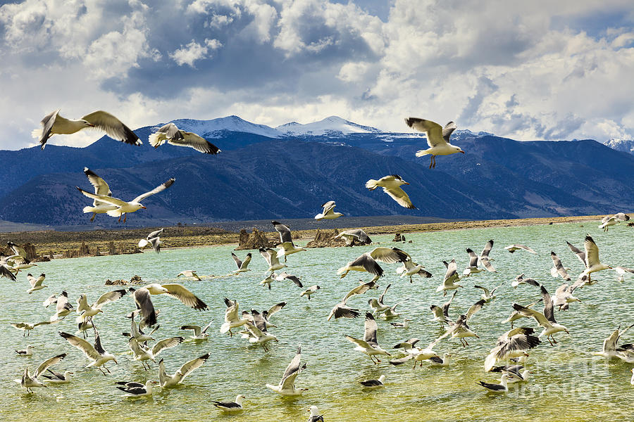 Mono Lake With Seagulls Photograph by Ben Graham