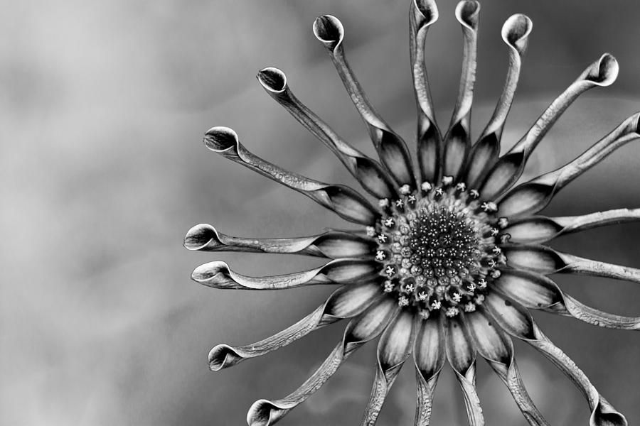 Mono Spoon Osteospermum  Photograph by Shawn Jeffries