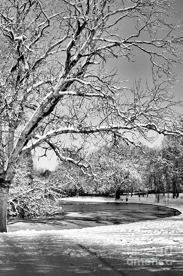 Mono Winter Tree Photograph by Stephen Melia