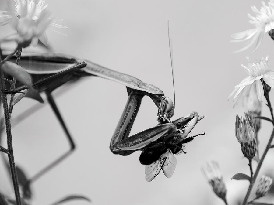 Monochrome Mantis Photograph by Todd Bannor