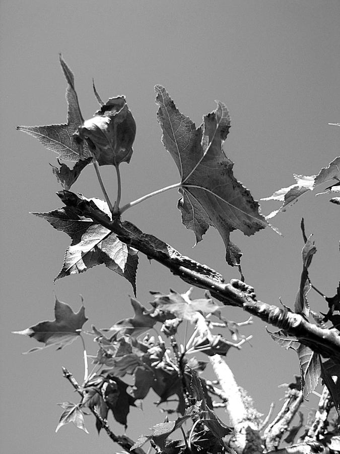 Monochrom Mid-Winter Oak Leaves  Photograph by Christopher Mercer