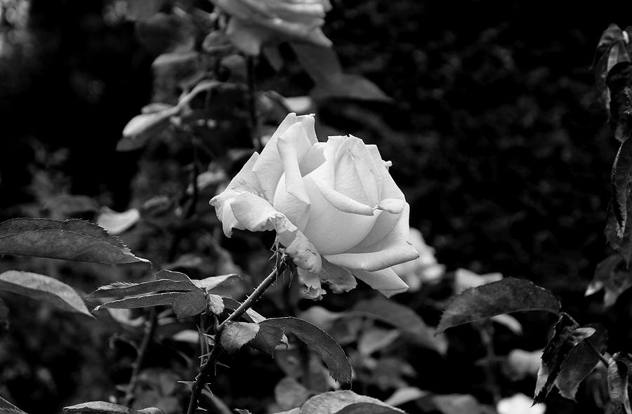 Monochromatic Pink Rose Photograph by Robert Meyers-Lussier