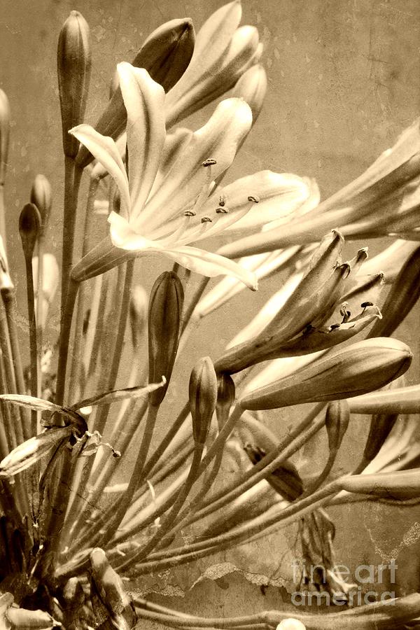 Monochrome Agapanthus Photograph by Clare Bevan