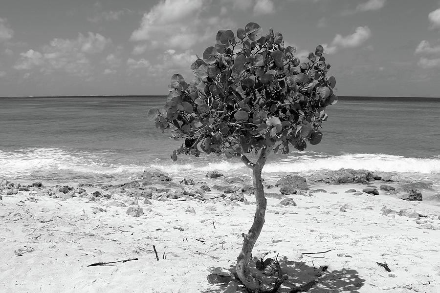 Monochrome Beach Tree Photograph by Robert Wilder Jr