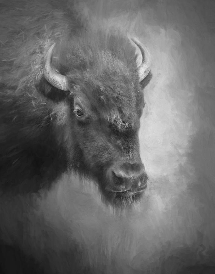 Monochrome Bison Photograph by David and Carol Kelly