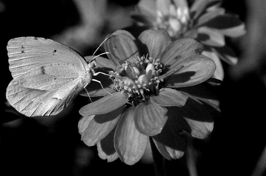 Monochrome Butterfly Photograph by David Weeks