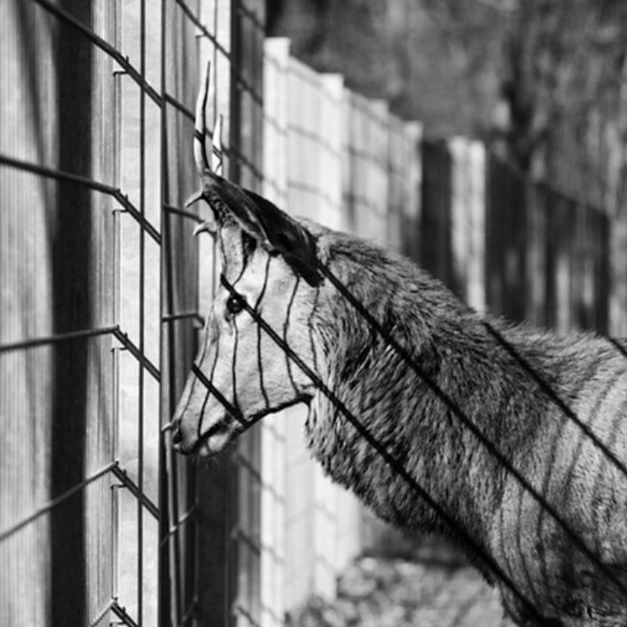 Animal Photograph - #monochrome #canon #cage #blackandwhite by Mandy Tabatt