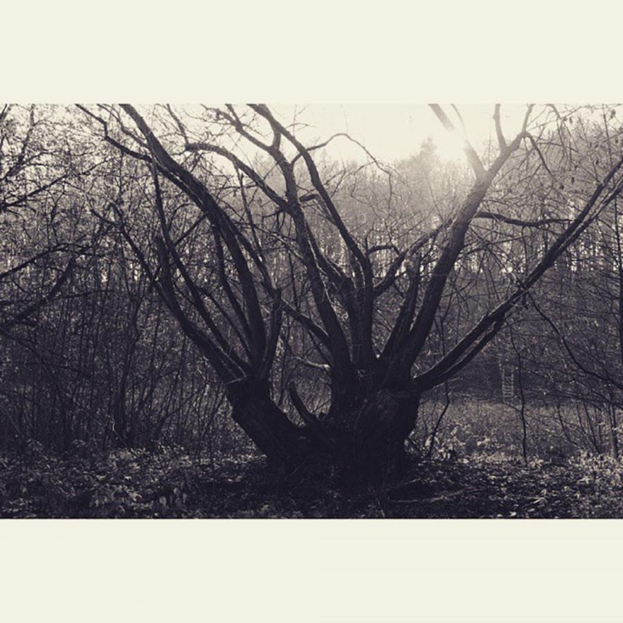 Tree Photograph - #monochrome #canon #tree #blackandwhite by Mandy Tabatt