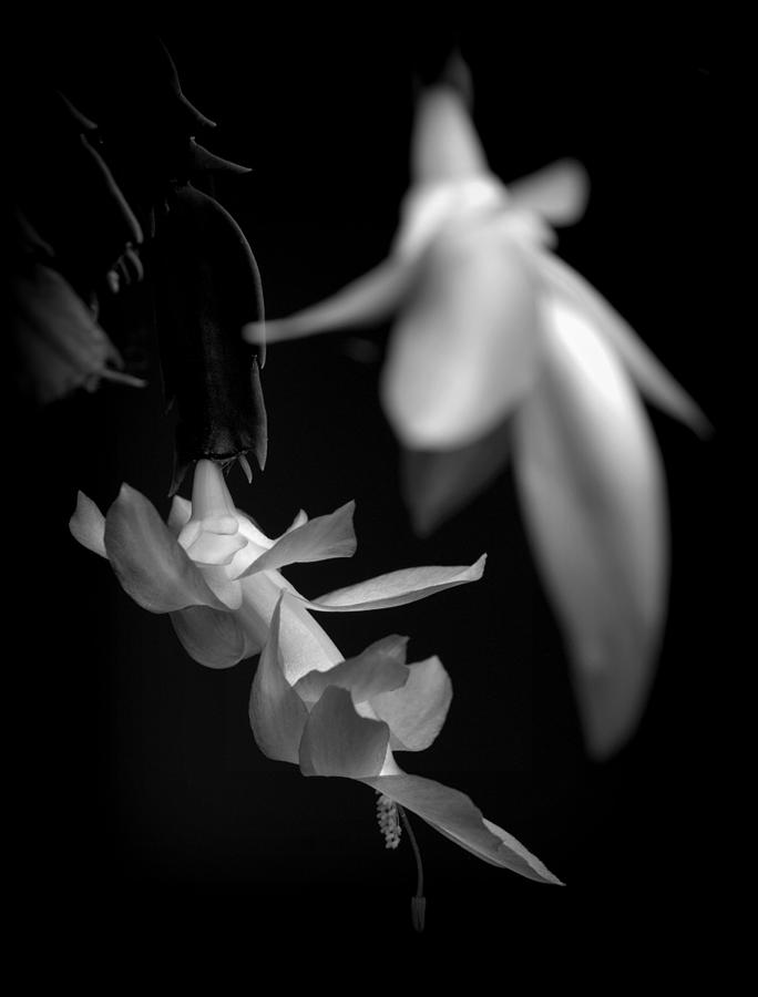 Monochrome Christmas Cactus Photograph by Nathan Abbott