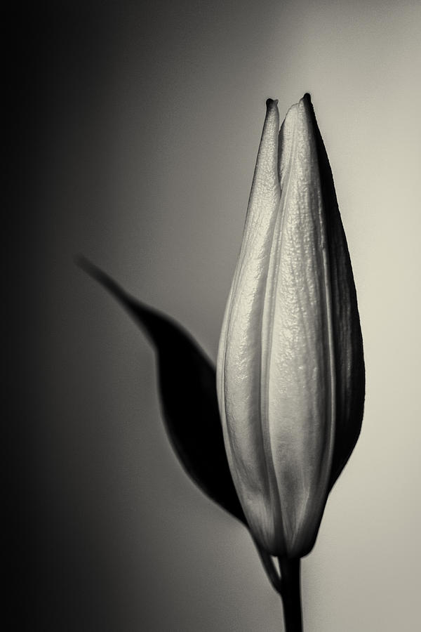 Unopened White Lily Flower in Monochrome Photograph by John Williams