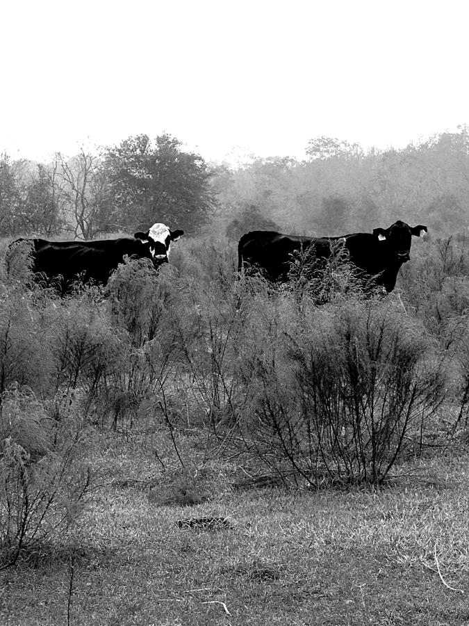 Monochrome Cows in a Pasture  Photograph by Christopher Mercer