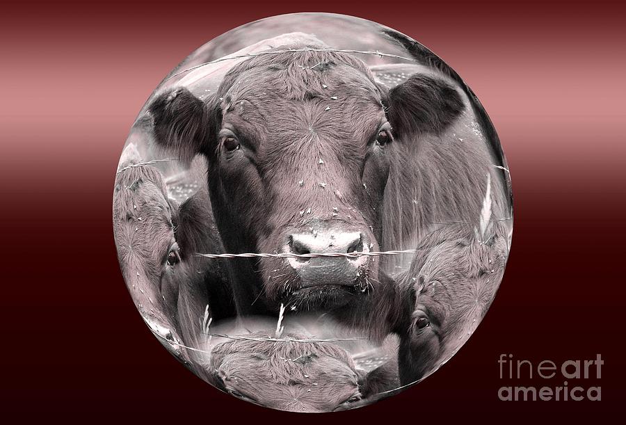 Monochrome Cows Photograph by Rick Rauzi