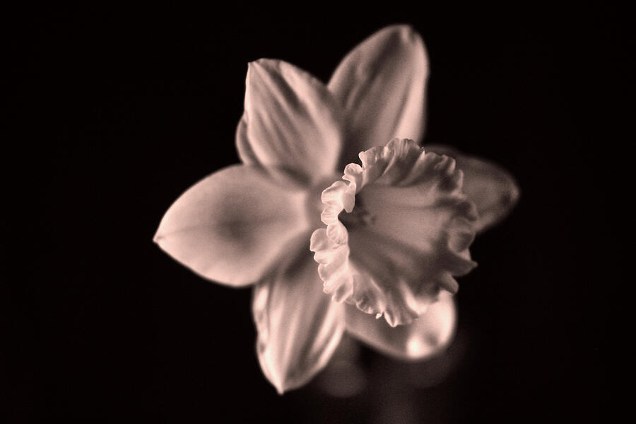 Monochrome daffodil Photograph by Jeff Swan