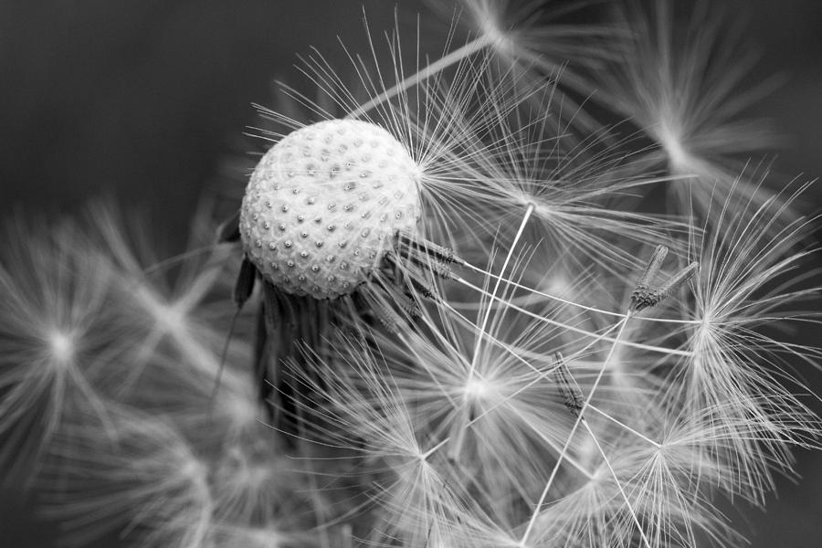 Nature Photograph - Monochrome Dandelion Seed by Lise-Lotte Larsson