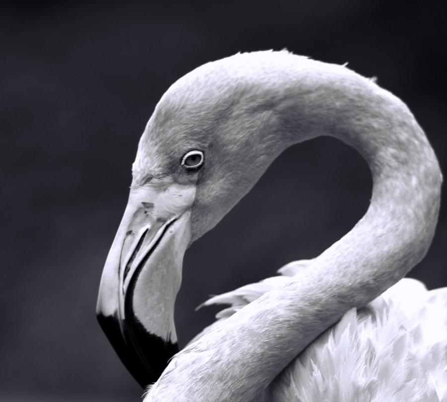 Monochrome Flamingo Photograph by Dan Sproul