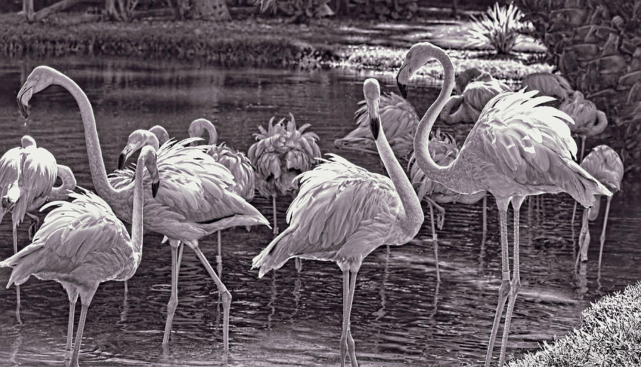 Monochrome Flamingos   Photograph by HH Photography of Florida