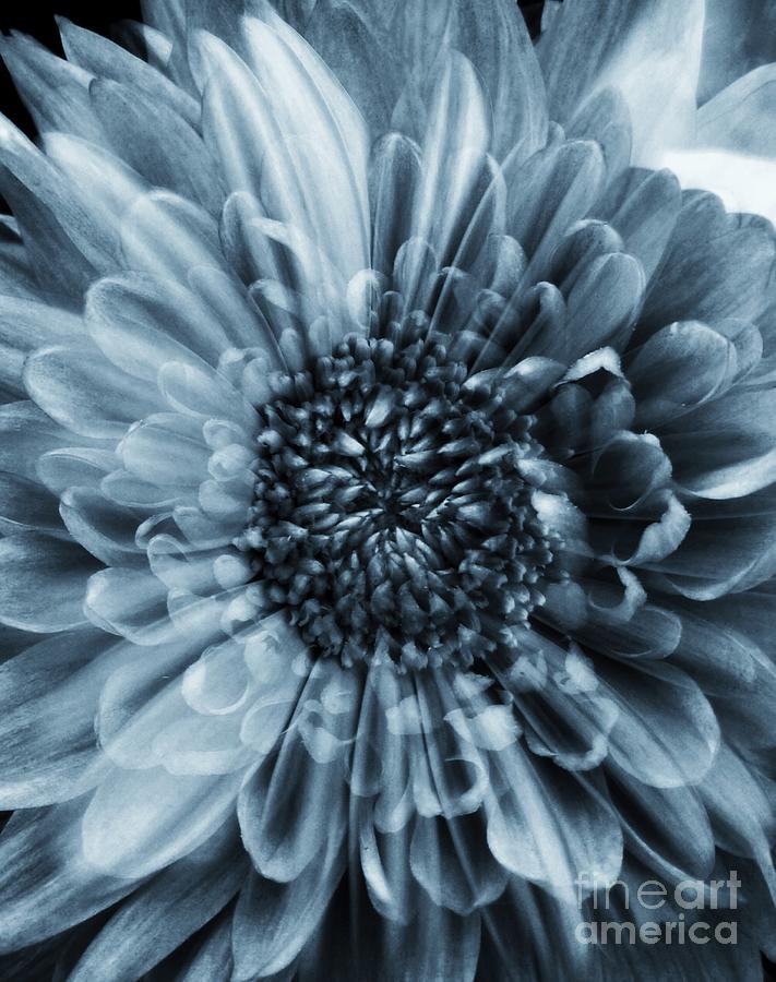 Monochrome Floral Overlay Photograph by Joan-Violet Stretch