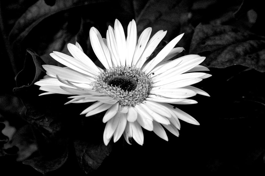 Monochrome Flower Photograph by David Weeks