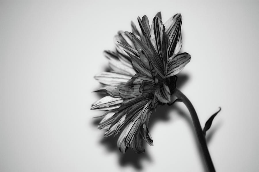 Spring Photograph - Monochrome Flower by Martin Newman