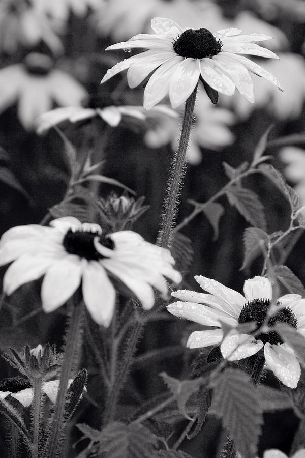 Flower Photograph - Monochrome flowerbed by Lise-Lotte Larsson