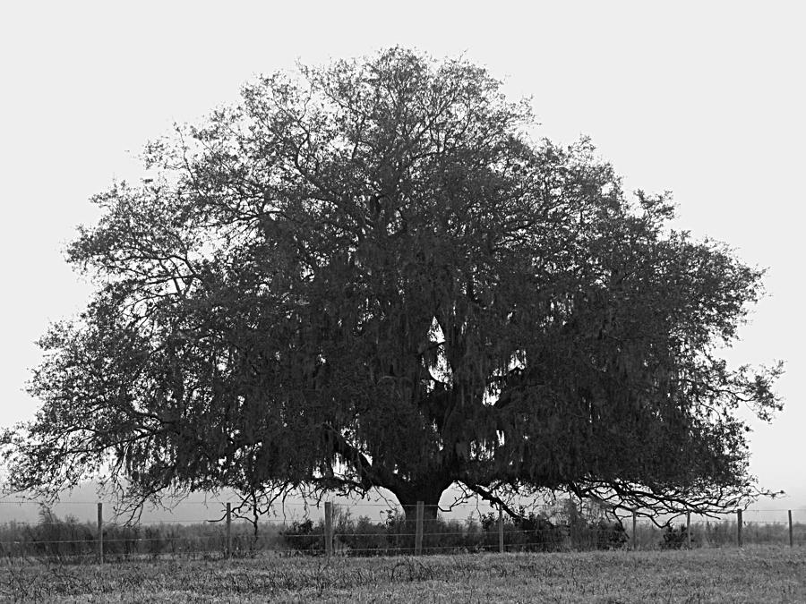 Monochrome Fogged in Lone Oak Tree Photograph by Christopher Mercer