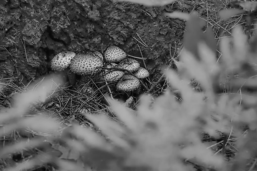 Monochrome fungi cluster Photograph by Leif Sohlman