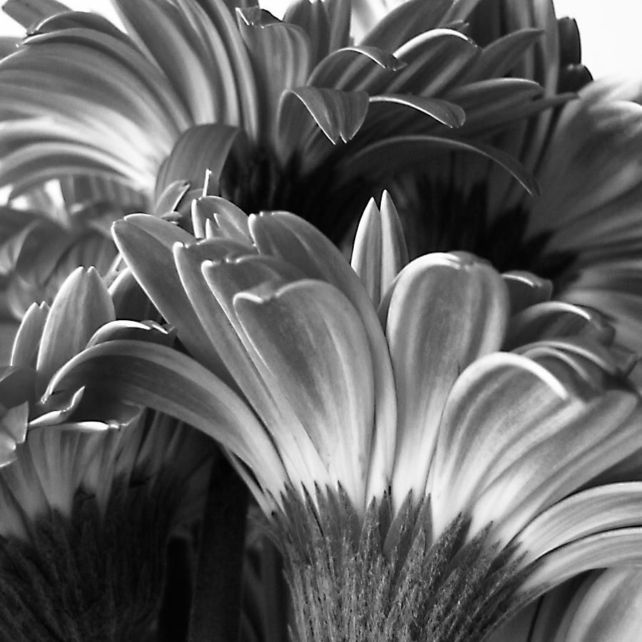 Square Monochrome Gerbera Daisies Edition Photograph by Tony Grider