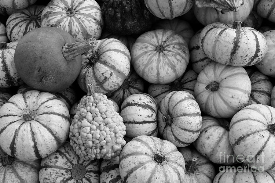 Monochrome Gourds Photograph by Robert Wilder Jr