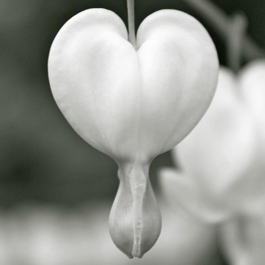 Nature Photograph - Monochrome Heart by Justin Connor