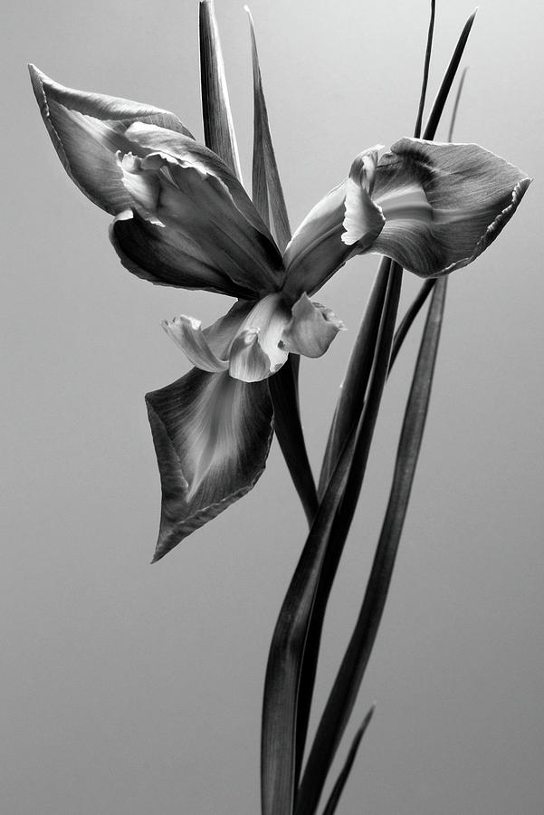Monochrome Iris Photograph by Terence Davis