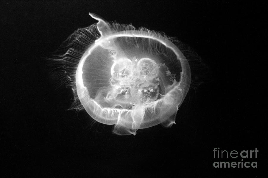 Monochrome Jellyfish Photograph by Robert Wilder Jr