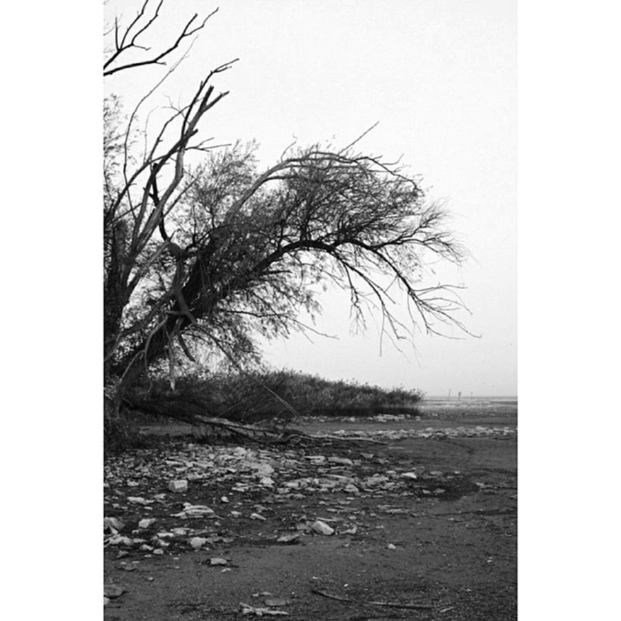 Tree Photograph - #monochrome #lake #landscape  #stausee by Mandy Tabatt
