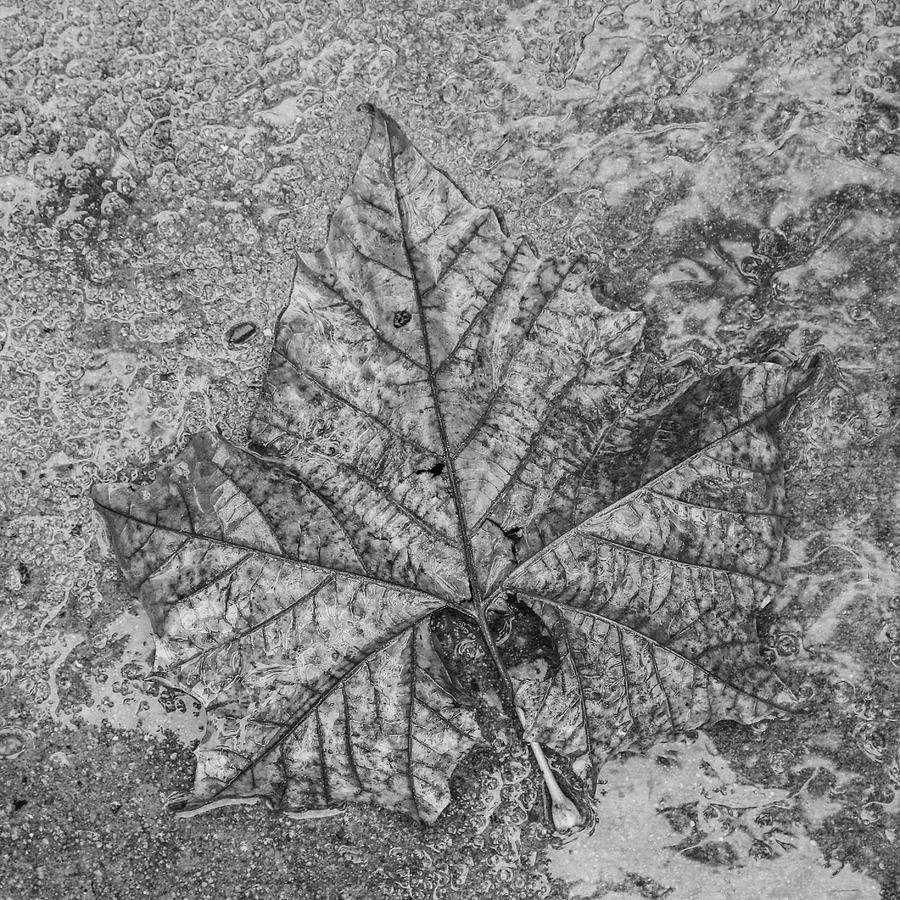Monochrome Leaf in Rain Photograph by Robert Wilder Jr