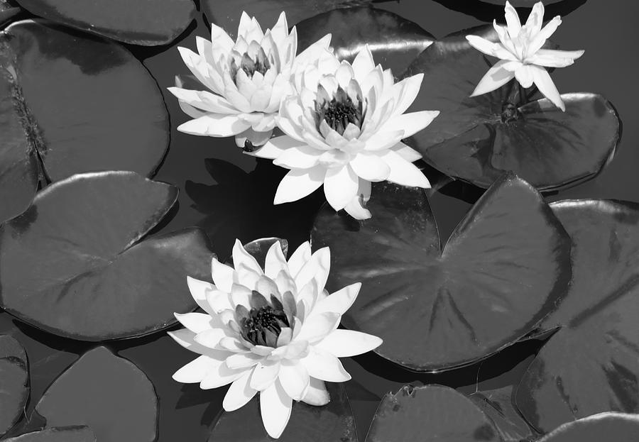 Monochrome lilies Photograph by Milena Ilieva