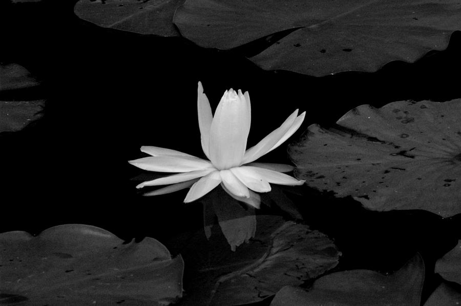 Monochrome Lily 2 Photograph by David Weeks