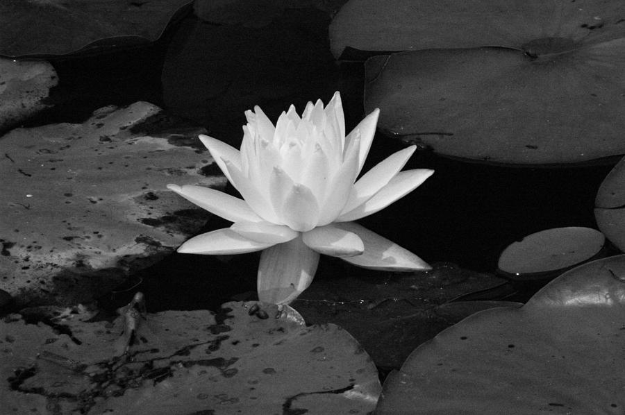 Monochrome Lily Photograph by David Weeks