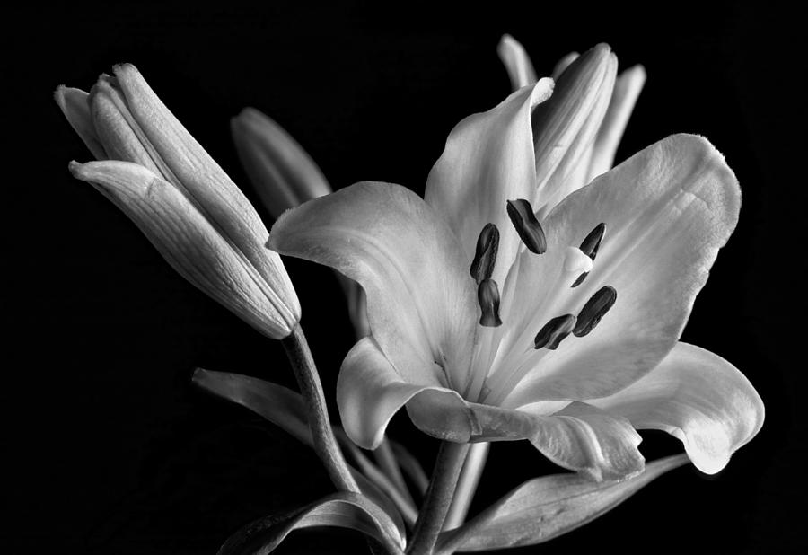 Monochrome Lily Photograph by David and Carol Kelly