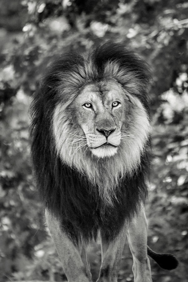 Monochrome Lion Look Photograph by Don Johnson