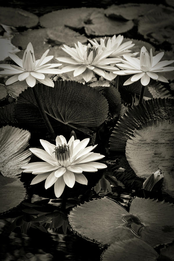 Monochrome Lotus Blossoms 4714 BW_2 Photograph by Steven Ward