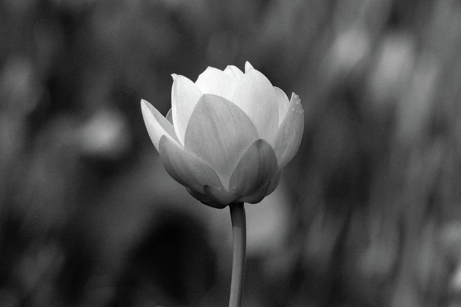 Monochrome Lotus Photograph by Robert Wilder Jr