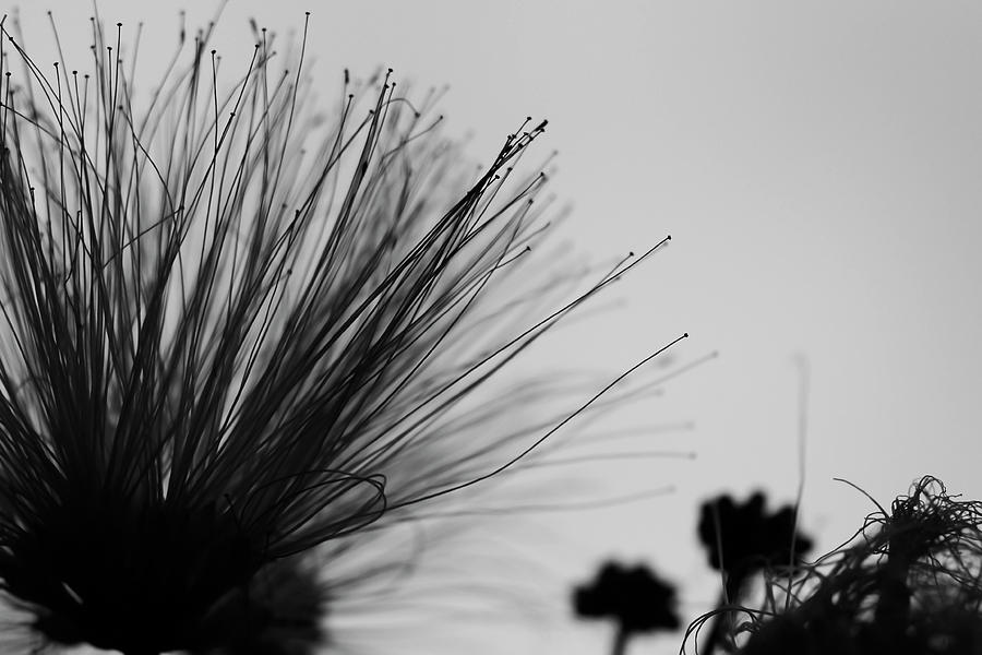 Abstract Photograph - Monochrome Mimosa by Gretchen Friedrich