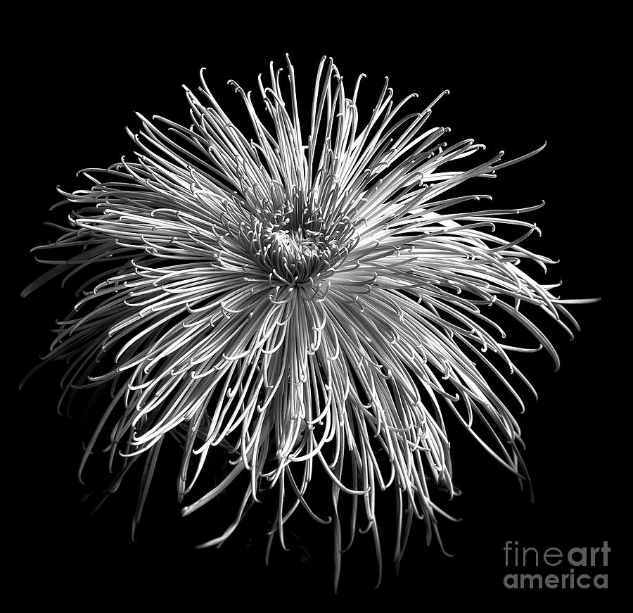 Monochrome of Chrysanthemum Pink Splendor Photograph by Ann Jacobson